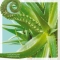 LATEXFAUNA - Lime