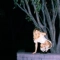 nusia - Find me